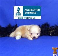 pomeranian puppy posted by Rhonda Wallace